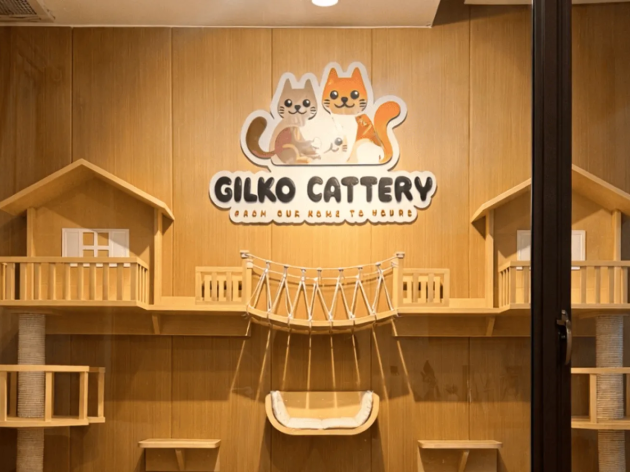 Bloodline Kucing: Artinya dan Cara Mengevaluasinya