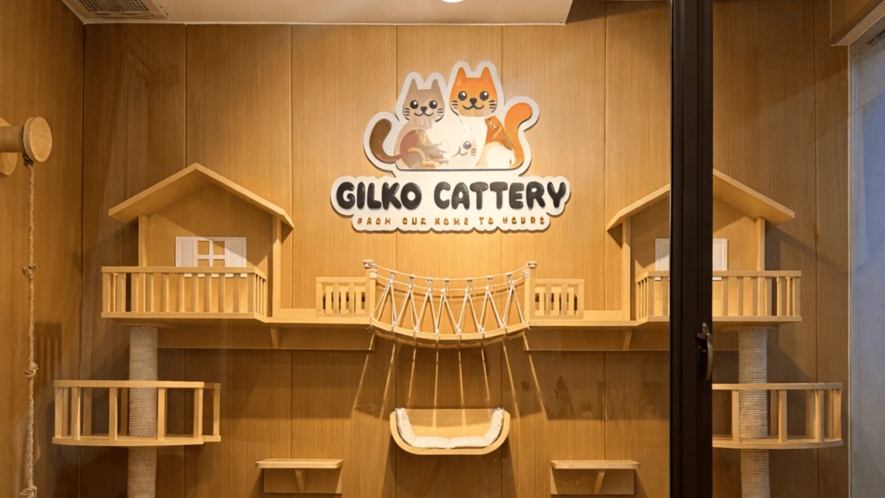 Semua Warna British Shorthair: Panduan Pola & Genetika