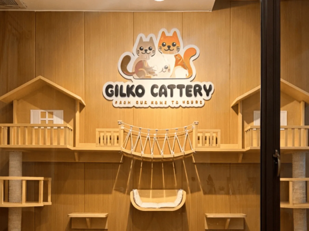 Semua Warna British Shorthair: Panduan Pola & Genetika