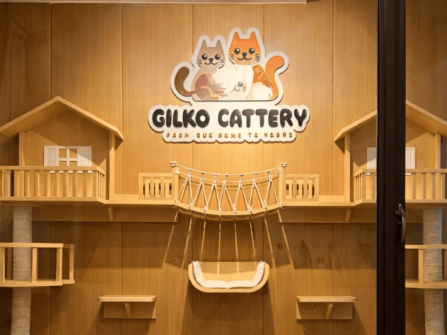 Ciri Sertifikat Pedigree Kucing Palsu yang Harus Diwaspadai