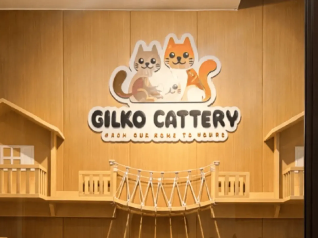 Cara Membaca Sertifikat Pedigree Kucing: Panduan Lengkap