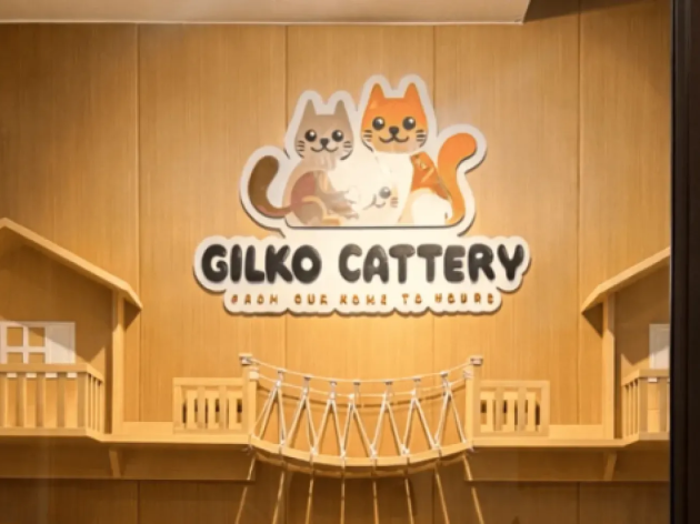 Cara Memverifikasi Keaslian Pedigree Kucing Secara Online