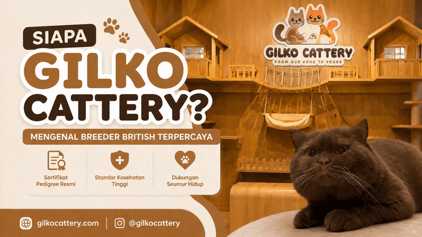 Siapa Gilko Cattery? Mengenal Breeder British Terpercaya