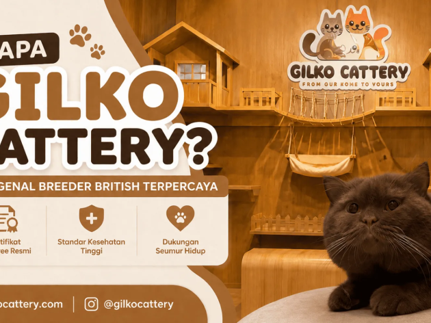 Siapa Gilko Cattery? Mengenal Breeder British Terpercaya