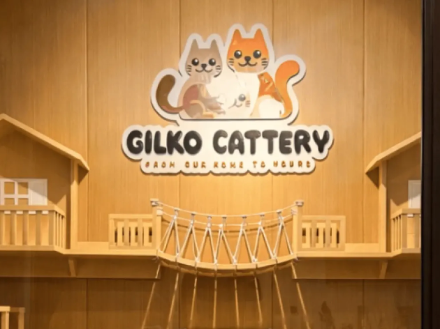Jenis Sertifikat yang Dimiliki Kucing Pedigree