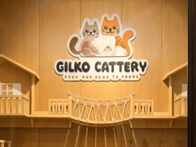 British Shorthair Lilac: Warna Unik dengan Genetika Dilute