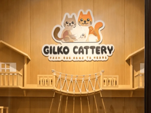 Kenapa Harga Kucing Pedigree Lebih Mahal?