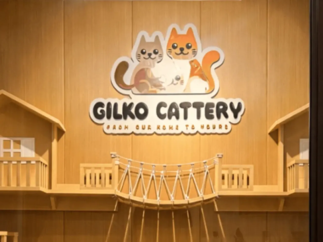 British Shorthair Cream: Karakteristik dan Keunikan Warnanya