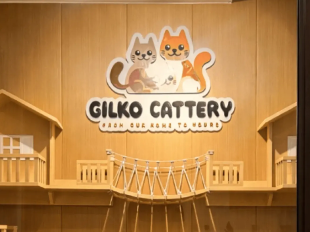 Bulu Ganda British Shorthair: Waspada Masalah Kulit