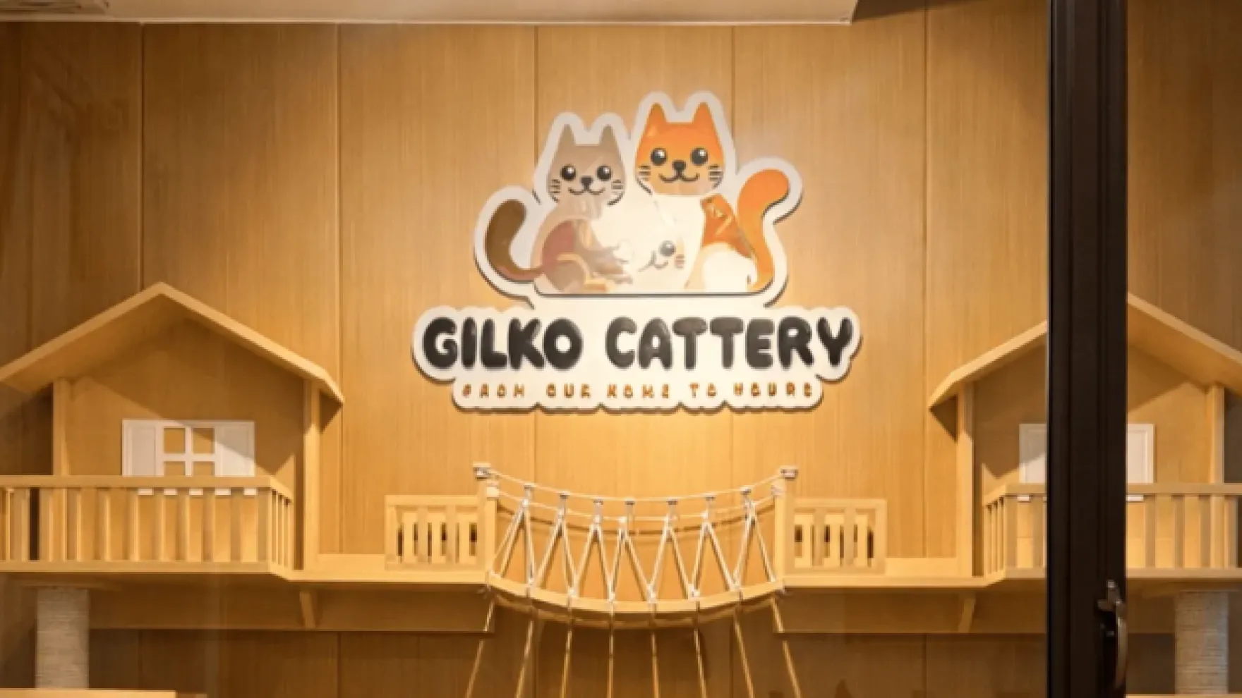 Ciri Ciri Kucing Hamil Pertama Kali Sejak Dini