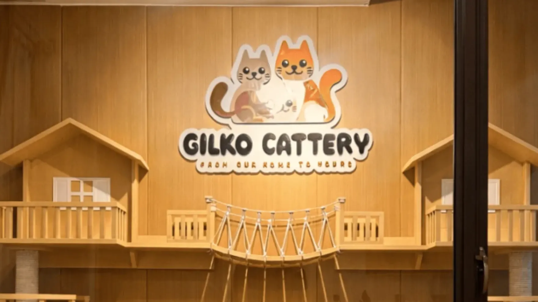 Kesehatan Kucing Senior: Mana yang Wajar, Mana yang Waspada