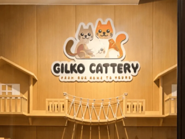 Penyakit Genetik Kucing Ras Berbulu Pendek yang Perlu Diketahui