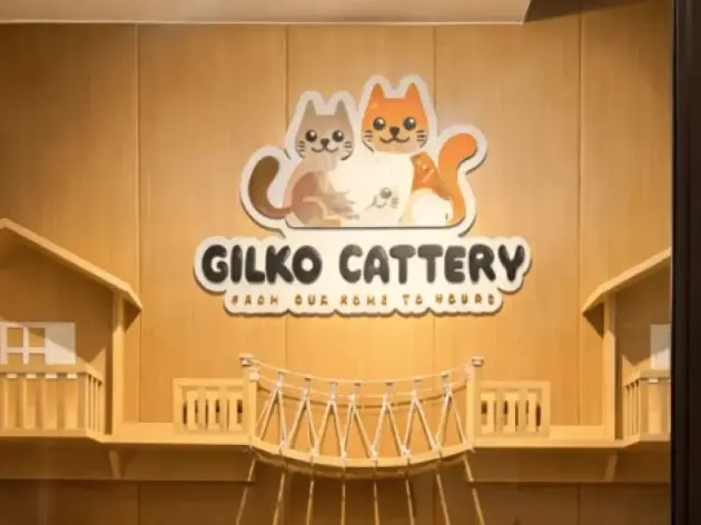 Mengenal Parent Cats Gilko: Kesehatan, Temperamen, Pedigree