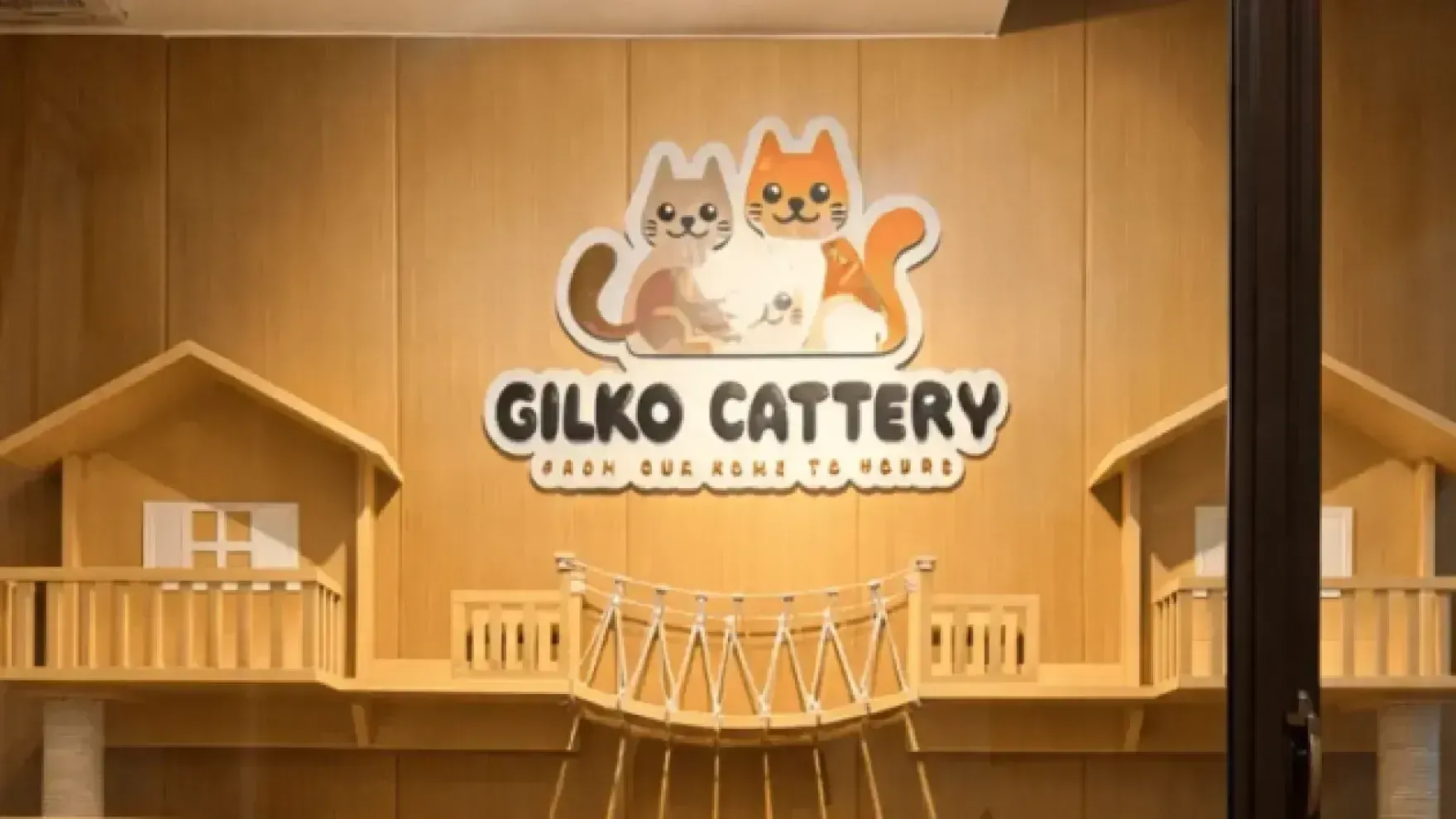 Dukungan Seumur Hidup Gilko Setelah Kitten Pulang ke Rumah