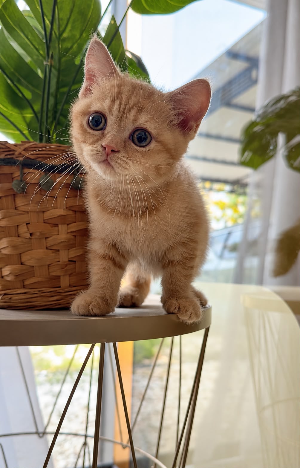 Honey