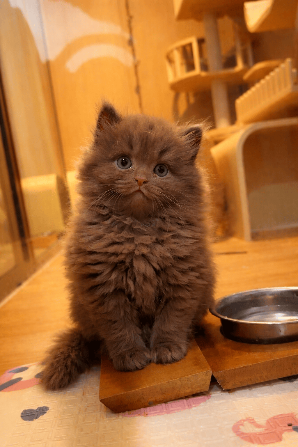 Gilko Kitten