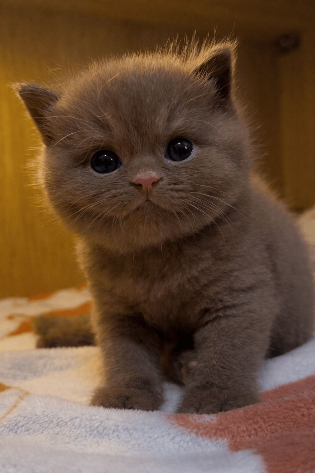 Nobi