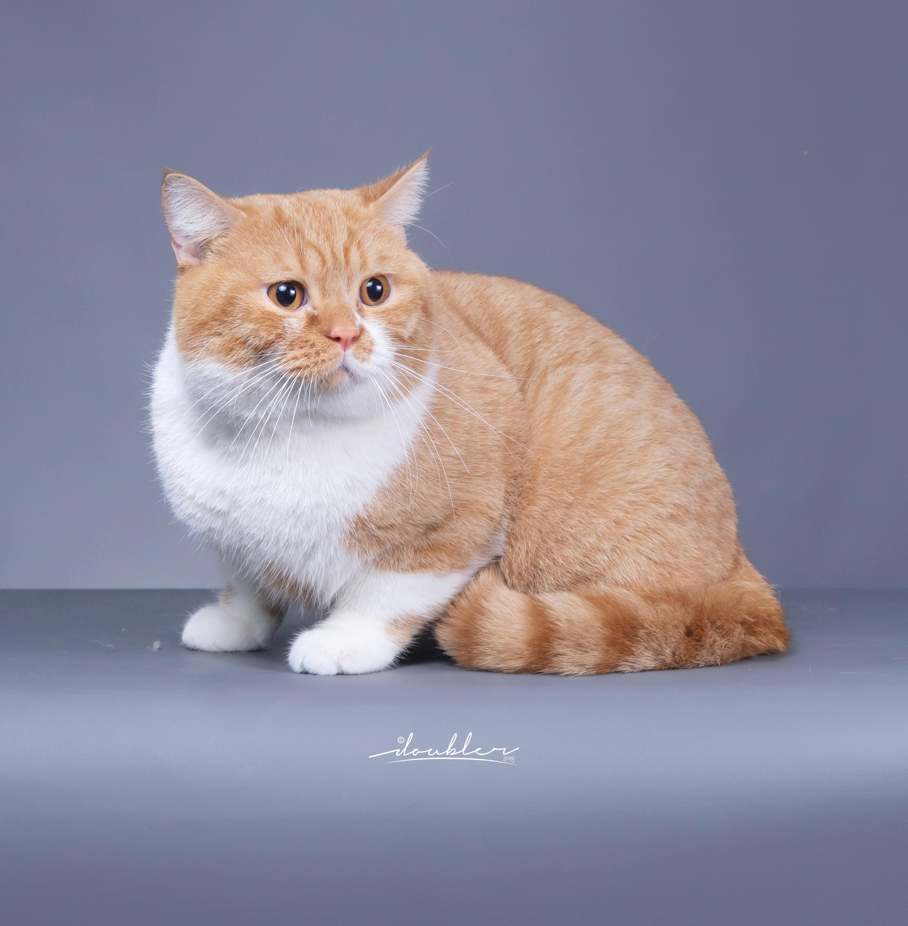 TYSON